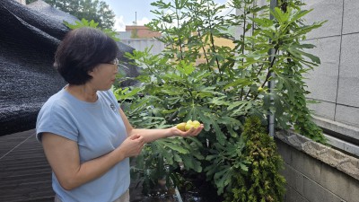 무화과 열매가 잘 익었군요~~